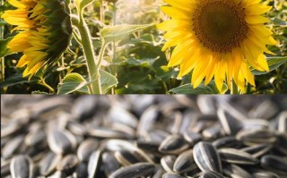 中国最佳葵花籽产地是哪里,葵花籽哪里的最好吃最正宗