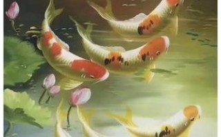 鱼之余加盟怎么样（鱼画的寓意和象征）
