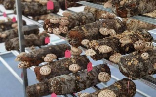 中国香菇之乡排名,香菇是哪里的产地最好