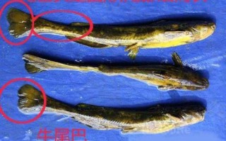 牛尾巴麻辣哪里生产的（牛尾巴鱼和黄辣丁哪个好吃）