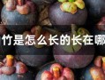 山竹是生长在哪里（山竹是生长在哪里的）