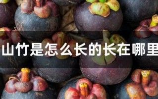 山竹是生长在哪里（山竹是生长在哪里的）