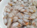 谁知道墨鱼蛋可以吃吗,吃墨鱼蛋哪里不能吃