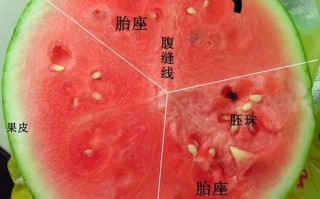 西瓜营养在哪里（西瓜的营养在哪个部位）