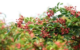花椒都去哪里了（全国最好的花椒出产于那里）