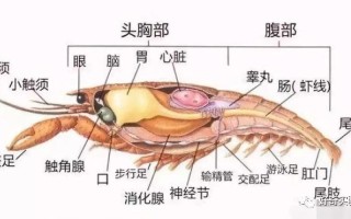 虾的身体结构是怎样的,大虾的虾子在什么位置