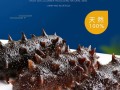 宁波哪里买海参（镇海特产）