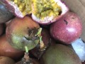 百香果从哪里买（百香果从哪里买比较好）