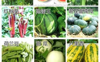 冬瓜在哪里（黄瓜冬瓜南瓜丝瓜苗怎么区别）