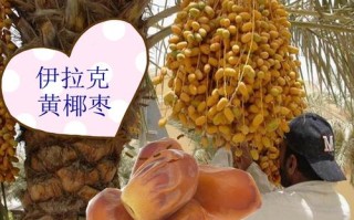 椰枣哪里的产地最好,椰枣哪里的好吃