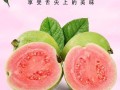 红心芭乐里面的梅粉是干什么的,梅干粉哪里有卖
