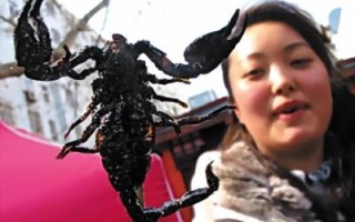油炸蝎子哪里有卖（油炸蝎子哪里有卖的）