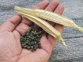 秋葵是哪里的（秋葵种子是从哪里来的）