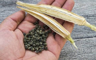 秋葵是哪里的（秋葵种子是从哪里来的）