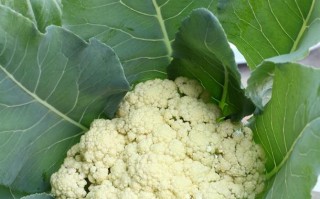 哪里花菜好（花椰菜什么时候传入我国，以及它原产哪里）