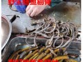 鳝鱼骨的滋味原文及答案,哪里卖鳝鱼骨好