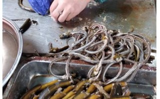 鳝鱼骨的滋味原文及答案,哪里卖鳝鱼骨好