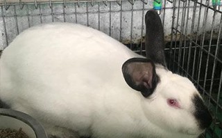 伊拉兔四个系列哪个好,致爱丽丝奶茶店怎么样啊