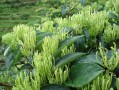 金银花哪里好（哪里的金银花质量最好）