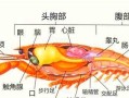 虾什么地方不能吃,虾哪些部位不能吃图解