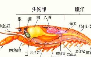 虾什么地方不能吃,虾哪些部位不能吃图解