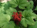 东北刺人参哪里卖（东北刺人参哪里卖的好）