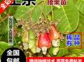 腰果的树苗是怎样的,腰果树苗哪里有卖