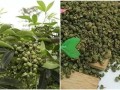 青花椒哪里最好（青花椒哪里最好吃）