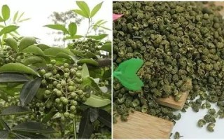 青花椒哪里最好（青花椒哪里最好吃）