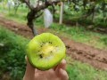 猕猴桃哪里产的（猕猴桃是哪里生产）