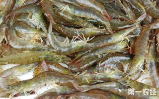 海虾哪里最好（海虾与湖虾哪个好）