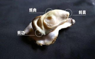 生蚝的哪些地方不能吃,生蚝哪里不可以吃图解