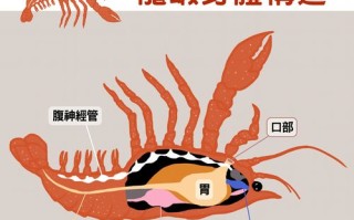 龙虾虾肠在哪里（龙虾肠子在哪）