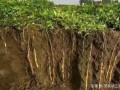 山药主要产自哪里,山药生长在哪里?