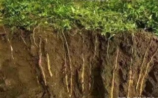 山药主要产自哪里,山药生长在哪里?