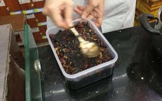 哪里熬阿胶（哪里能熬阿胶）