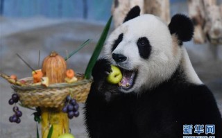 熊猫的串串怎么样（熊猫串串图片）