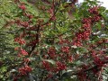 哪里有鲜花椒（新鲜花椒什么季节有）
