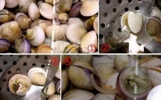 花蛤哪里不能吃图解（蛤蜊哪些地方不能吃）