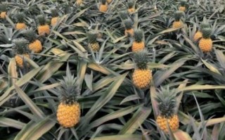 菠萝是哪里的（菠萝产地是哪里）