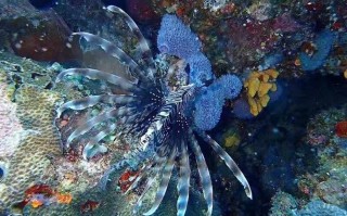 海底棷哪里买（请问海底）
