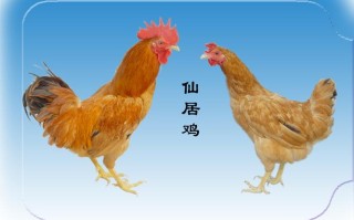 哪里做鸡（国家地理标志十大名鸡）