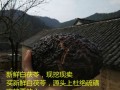 哪里有茯苓（哪里有茯苓卖）
