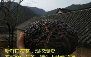 哪里有茯苓（哪里有茯苓卖）