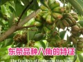 八角哪里好（八角产地排名）