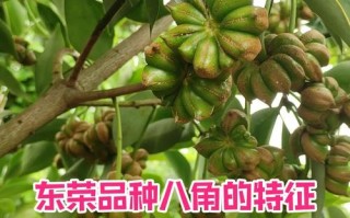 八角哪里好（八角产地排名）