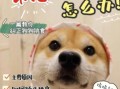 馋胖怎么样（狗狗很馋不吃狗粮，该怎么办）