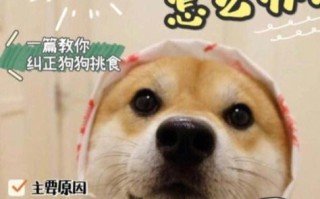 馋胖怎么样（狗狗很馋不吃狗粮，该怎么办）