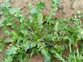 野荠菜哪里最多（野荠菜哪里最多啊）