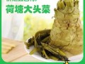 江门荷塘冲菜门店,荷塘冲菜哪里批发便宜
